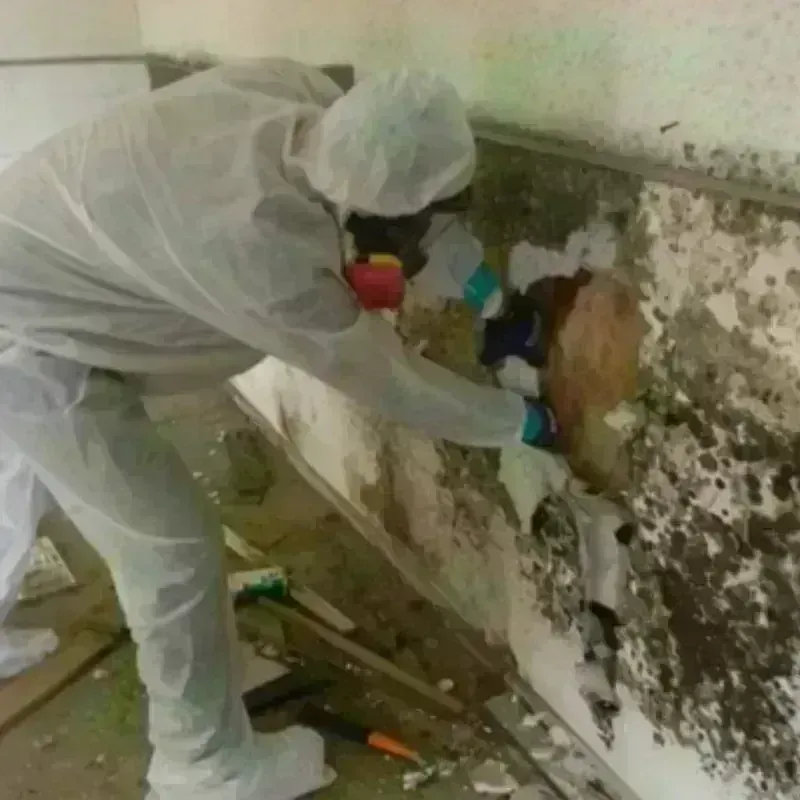 Mold Remediation and Removal in Marion Center, MA